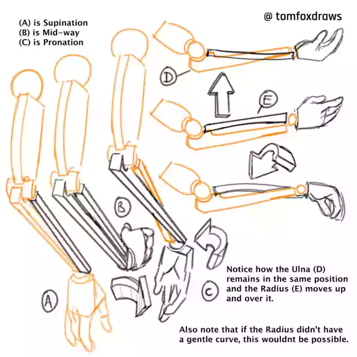 tomfox draws (tutorials) cover